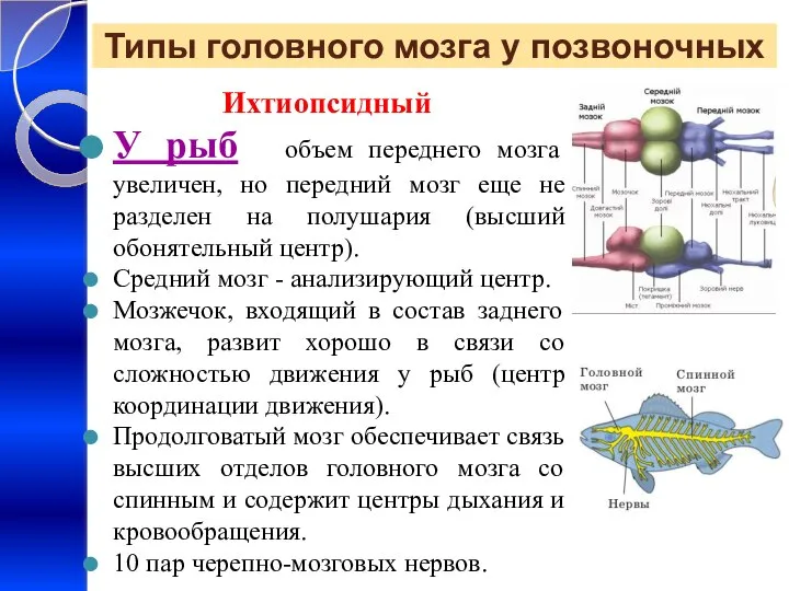 Типы головного мозга у позвоночных Ихтиопсидный У рыб объем переднего мозга