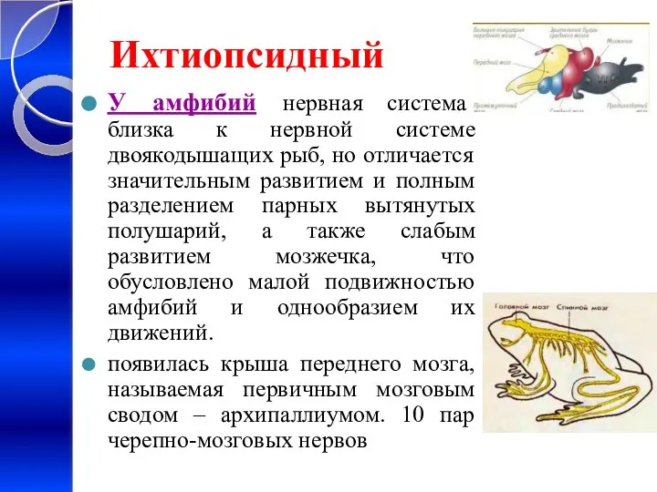 Ихтиопсидный У амфибий нервная система близка к нервной системе двоякодышащих рыб,