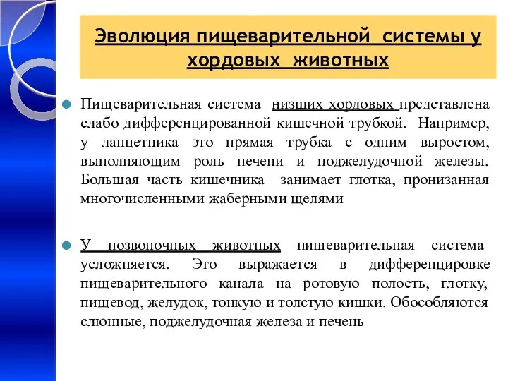 Эволюция пищеварительной системы у хордовых животных Пищеварительная система низших хордовых представлена