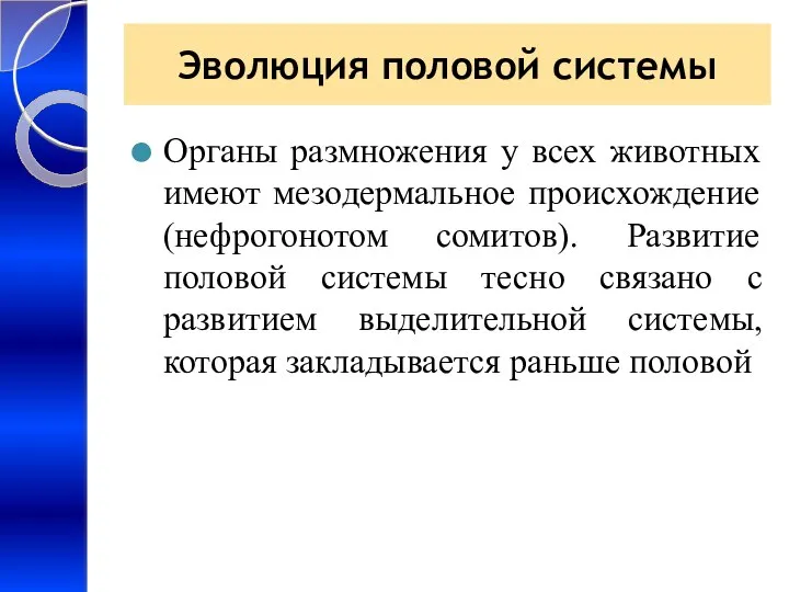 Эволюция половой системы Органы размножения у всех животных имеют мезодермальное происхождение