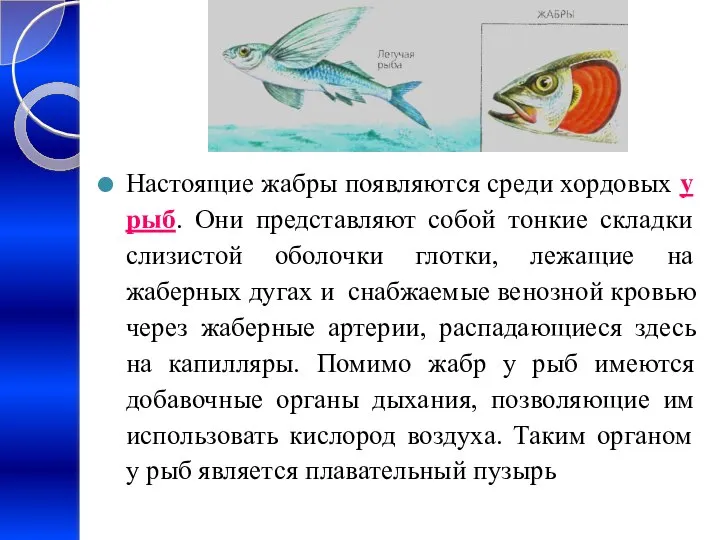 Настоящие жабры появляются среди хордовых у рыб. Они представляют собой тонкие