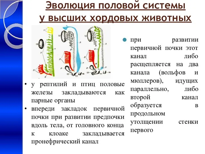 Эволюция половой системы у высших хордовых животных при развитии первичной почки