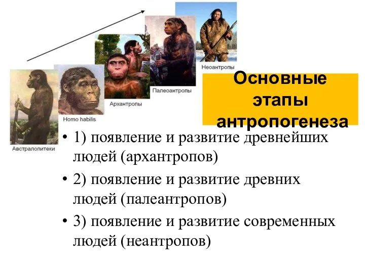 Основные этапы антропогенеза 1) появление и развитие древнейших людей (архантропов) 2)