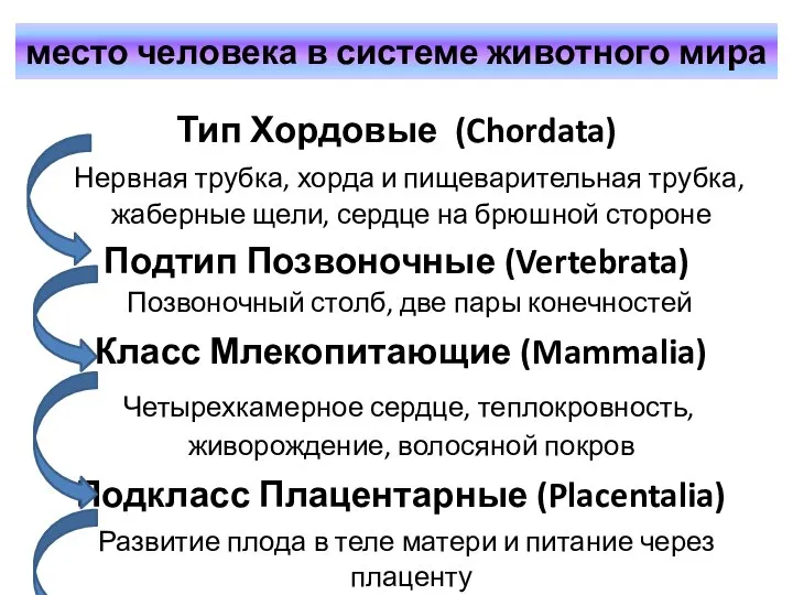 место человека в системе животного мира Тип Хордовые (Chordata) Нервная трубка,