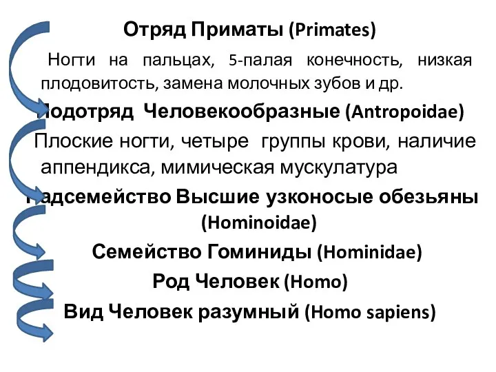 Отряд Приматы (Primates) Ногти на пальцах, 5-палая конечность, низкая плодовитость, замена