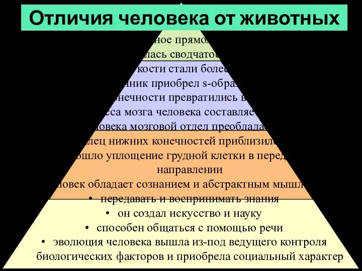 Отличия человека от животных истинное прямохождение появилась сводчатость стопы тазовые кости