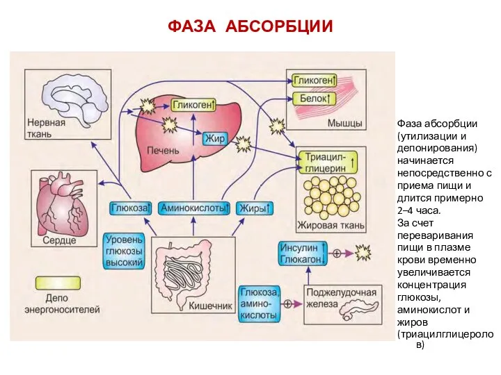 ФАЗА АБСОРБЦИИ Фаза абсорбции (утилизации и депонирования) начинается непосредственно с приема