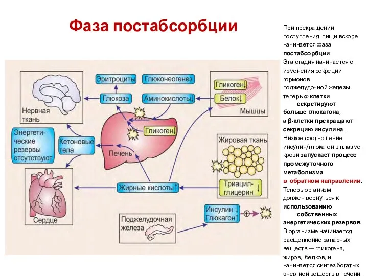 Фаза постабсорбции При прекращении поступления пищи вскоре начинается фаза постабсорбции. Эта