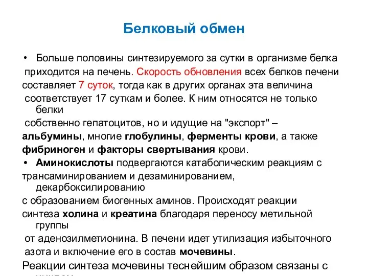 Белковый обмен Больше половины синтезируемого за сутки в организме белка приходится