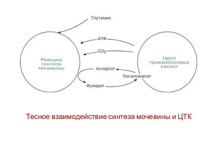 Тесное взаимодействие синтеза мочевины и ЦТК