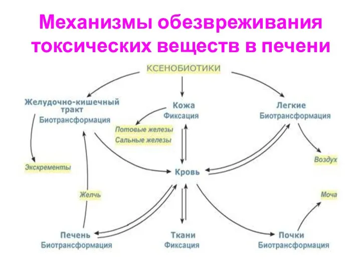 Механизмы обезвреживания токсических веществ в печени