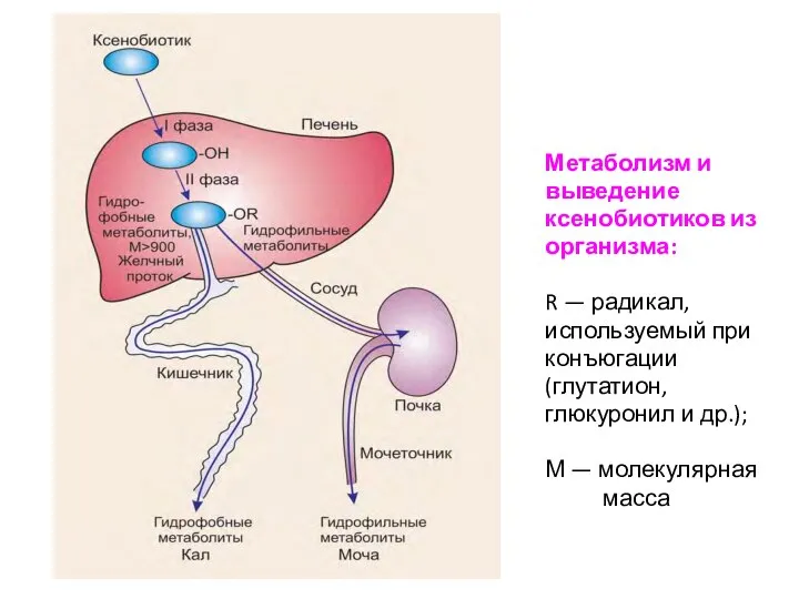 Метаболизм и выведение ксенобиотиков из организма: R — радикал, используемый при