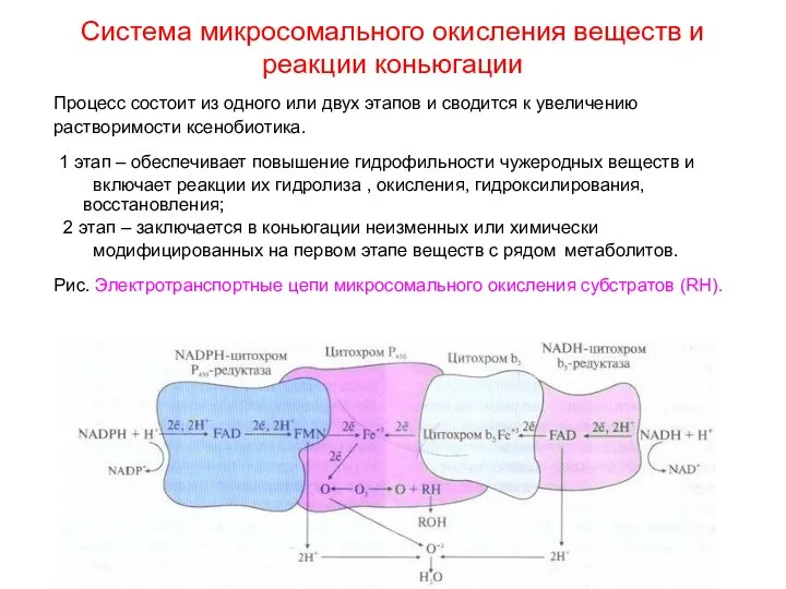 Система микросомального окисления веществ и реакции коньюгации Процесс состоит из одного