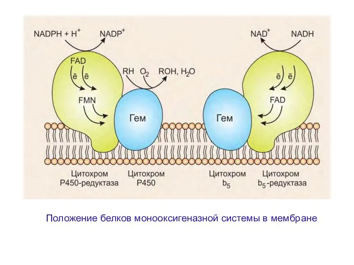 Положение белков монооксигеназной системы в мембране