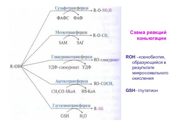 Схема реакций коньюгации RОН –ксенобиотик, образующийся в результате микросомального окисления GSН- глутатион