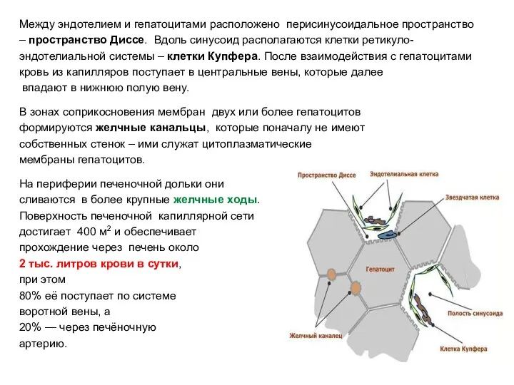 Между эндотелием и гепатоцитами расположено перисинусоидальное пространство – пространство Диссе. Вдоль