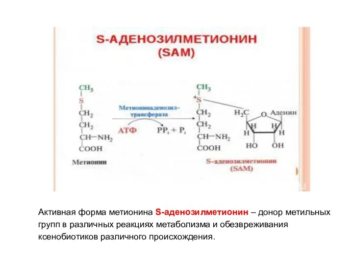 Активная форма метионина S-аденозилметионин – донор метильных групп в различных реакциях