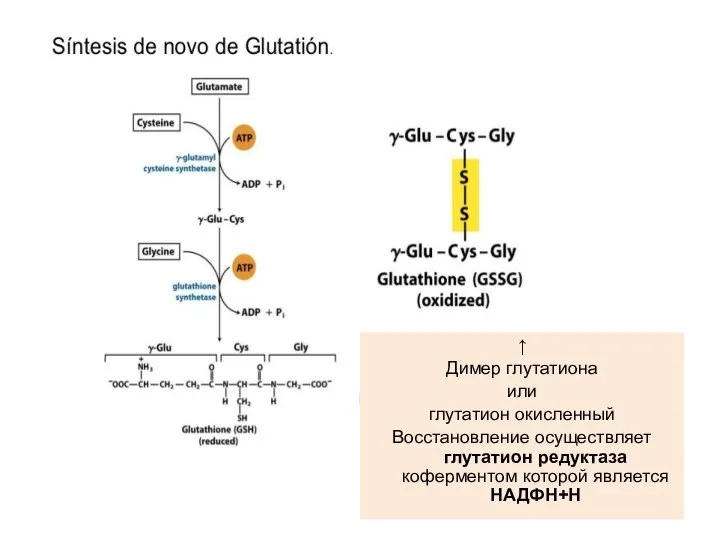 ↑ Димер глутатиона или глутатион окисленный Восстановление осуществляет глутатион редуктаза коферментом которой является НАДФН+Н
