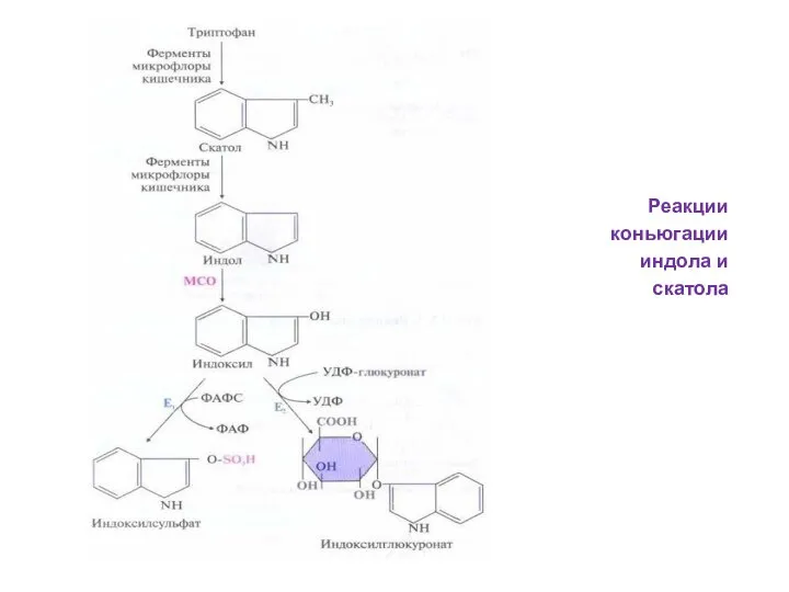 Реакции коньюгации индола и скатола