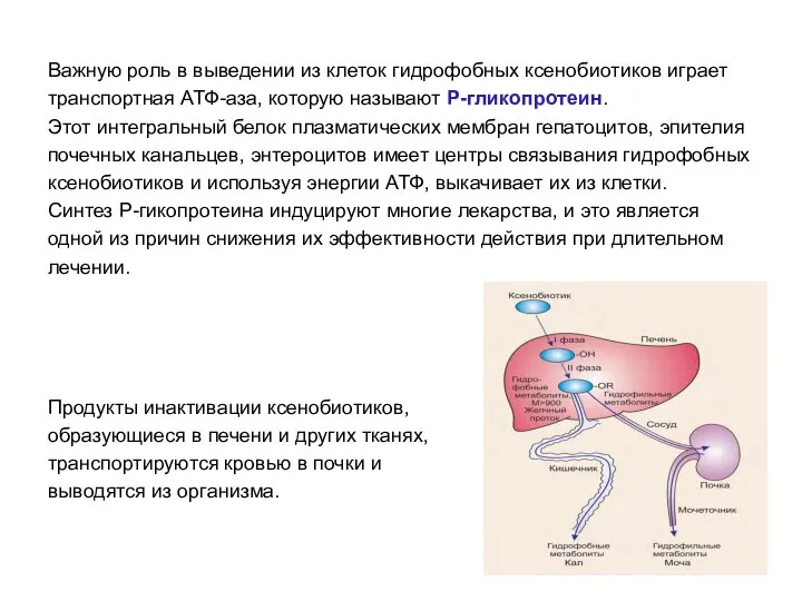 Важную роль в выведении из клеток гидрофобных ксенобиотиков играет транспортная АТФ-аза,