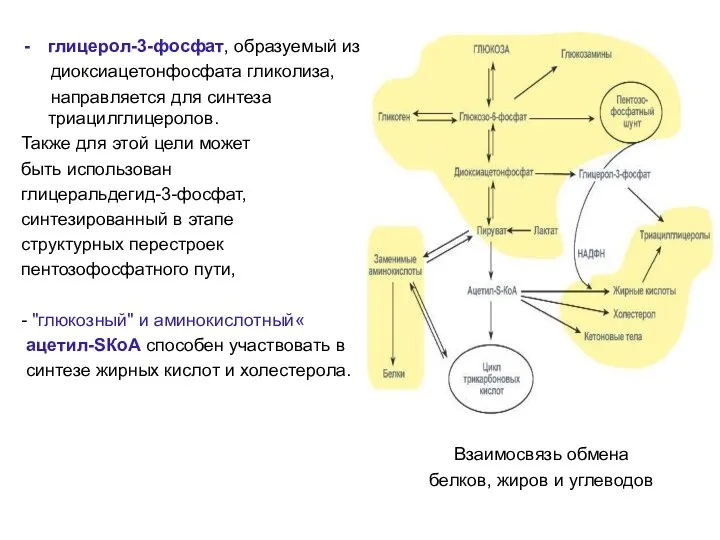 глицерол-3-фосфат, образуемый из диоксиацетонфосфата гликолиза, направляется для синтеза триацилглицеролов. Также для