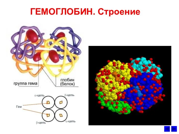 ГЕМОГЛОБИН. Строение