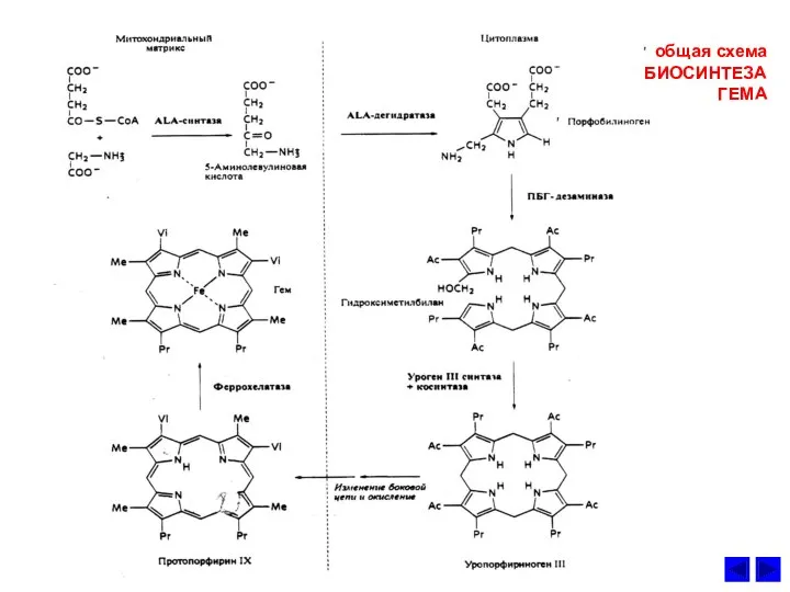 общая схема БИОСИНТЕЗА ГЕМА