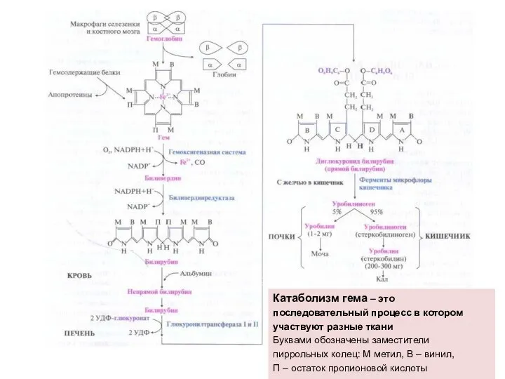 Катаболизм гема – это последовательный процесс в котором участвуют разные ткани