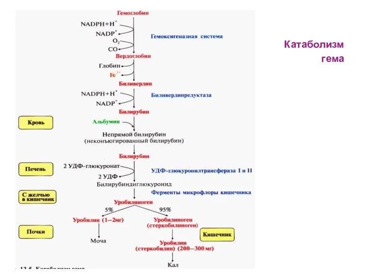 Катаболизм гема