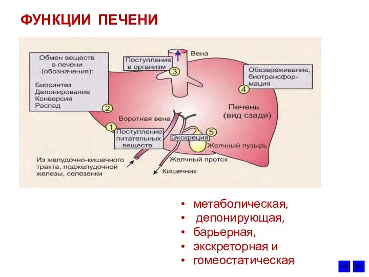 ФУНКЦИИ ПЕЧЕНИ метаболическая, депонирующая, барьерная, экскреторная и гомеостатическая