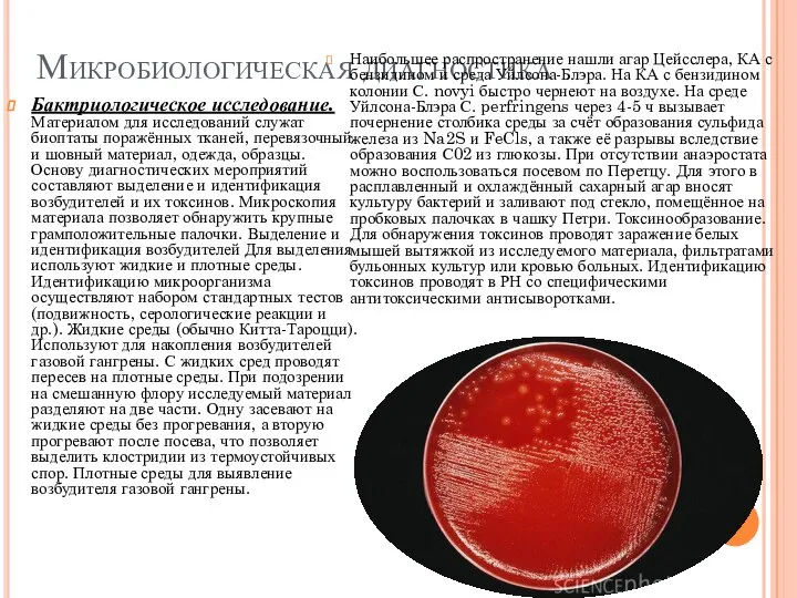 Микробиологическая диагностика Бактриологическое исследование. Материалом для исследований служат биоптаты поражённых тканей,