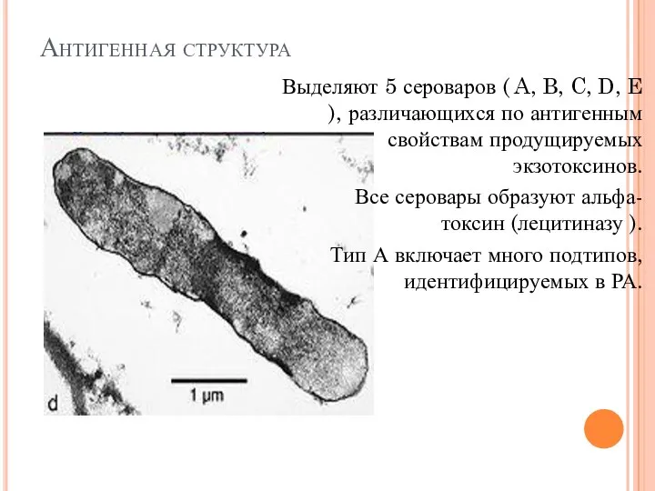 Антигенная структура Выделяют 5 сероваров ( A, B, C, D, E