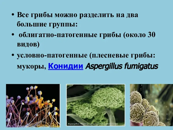 Все грибы можно разделить на два большие группы: облигатно-патогенные грибы (около