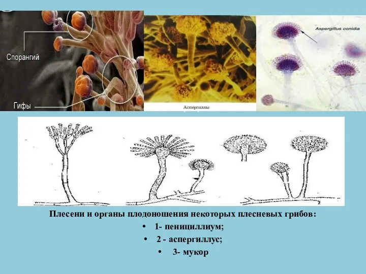 Плесени и органы плодоношения некоторых плесневых грибов: 1- пенициллиум; 2 -