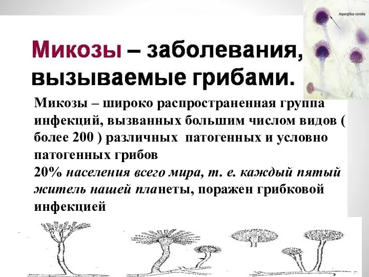 Микозы – широко распространенная группа инфекций, вызванных большим числом видов (