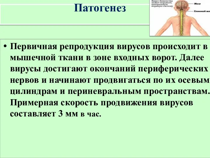 Патогенез Первичная репродукция вирусов происходит в мышечной ткани в зоне входных