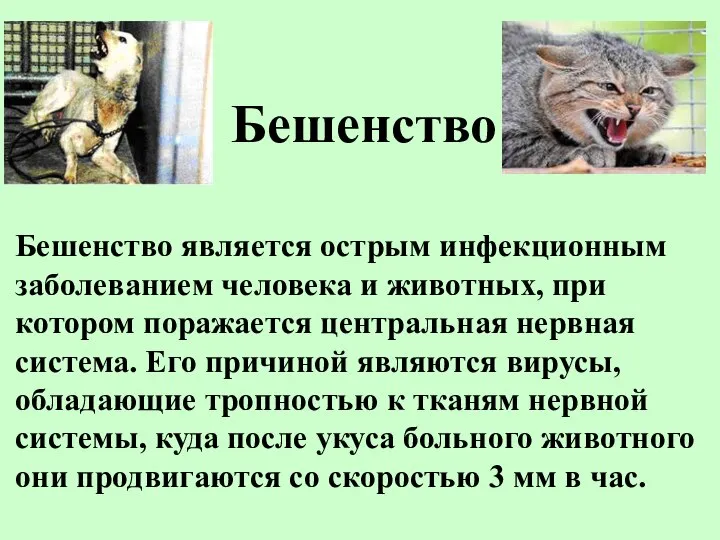 Бешенство Бешенство является острым инфекционным заболеванием человека и животных, при котором