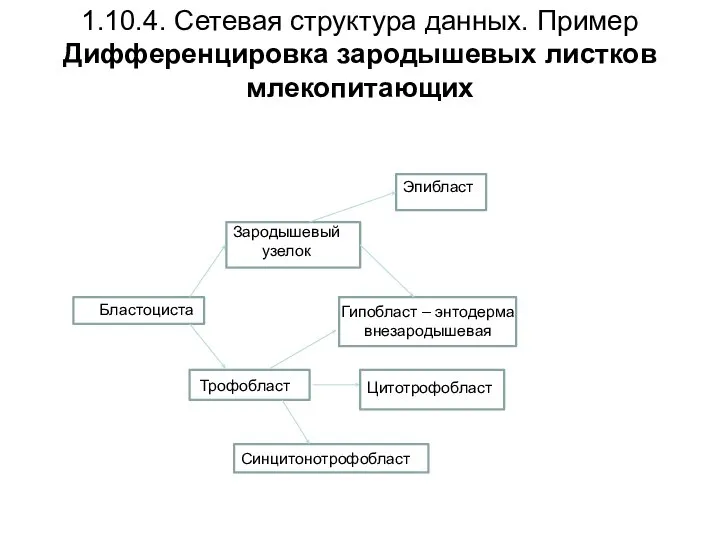 1.10.4. Сетевая структура данных. Пример Дифференцировка зародышевых листков млекопитающих Бластоциста Трофобласт