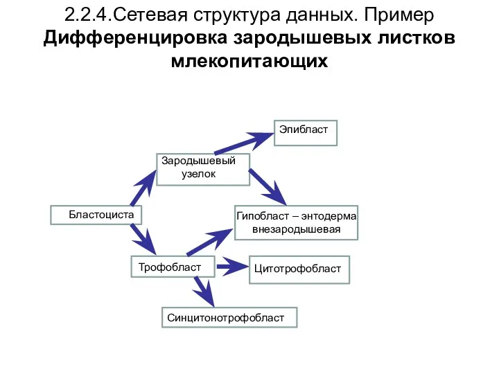 2.2.4.Сетевая структура данных. Пример Дифференцировка зародышевых листков млекопитающих Бластоциста Трофобласт Зародышевый