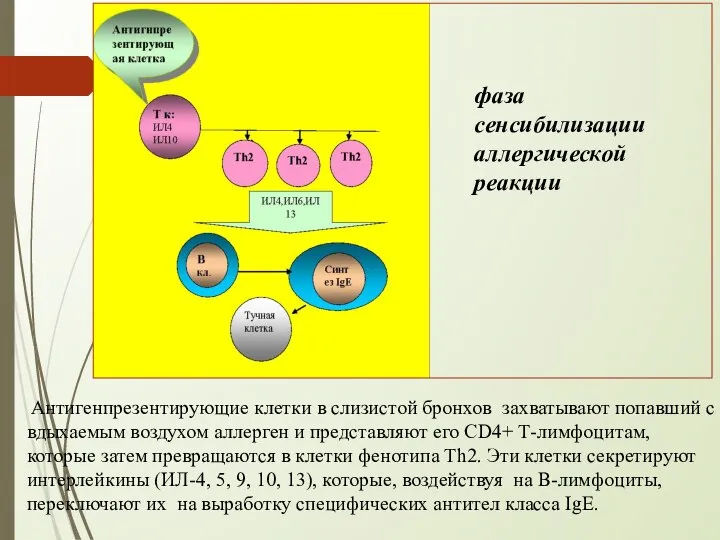 фаза сенсибилизации аллергической реакции Антигенпрезентирующие клетки в слизистой бронхов захватывают попавший