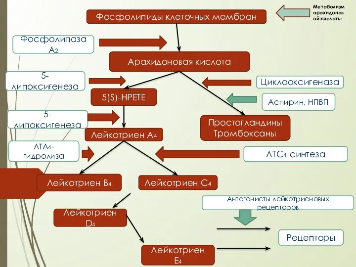 Метаболизм арахидоновой кислоты Фосфолипиды клеточных мембран Арахидоновая кислота Фосфолипаза А2 5-липоксигенеза