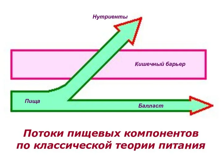 Потоки пищевых компонентов по классической теории питания Нутриенты Балласт Кишечный барьер Пища