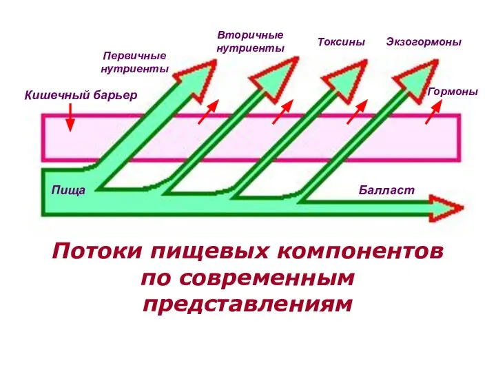 Потоки пищевых компонентов по современным представлениям Пища Балласт Первичные нутриенты Вторичные