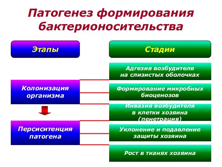 Адгезия возбудителя на слизистых оболочках Колонизация организма Формирование микробных биоценозов Персиситенция