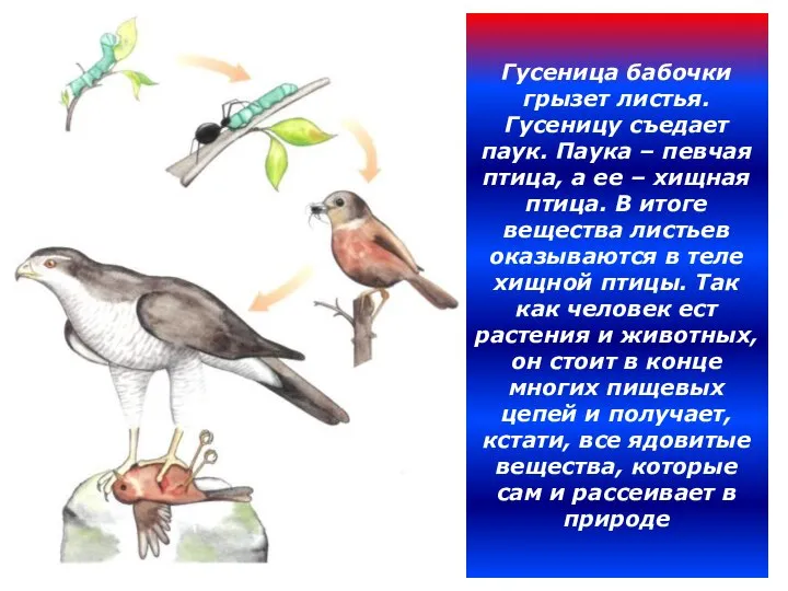 Гусеница бабочки грызет листья. Гусеницу съедает паук. Паука – певчая птица,