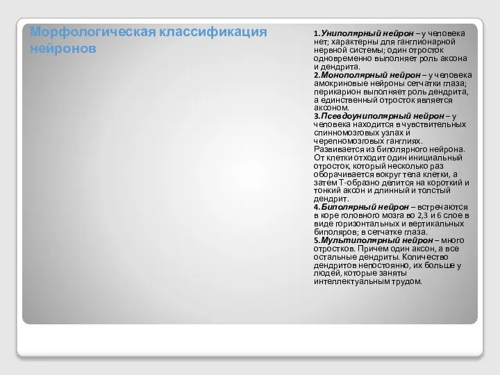 Морфологическая классификация нейронов 1.Униполярный нейрон – у человека нет; характерны для