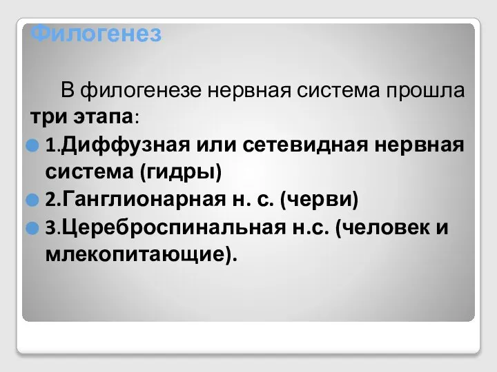 Филогенез В филогенезе нервная система прошла три этапа: 1.Диффузная или сетевидная