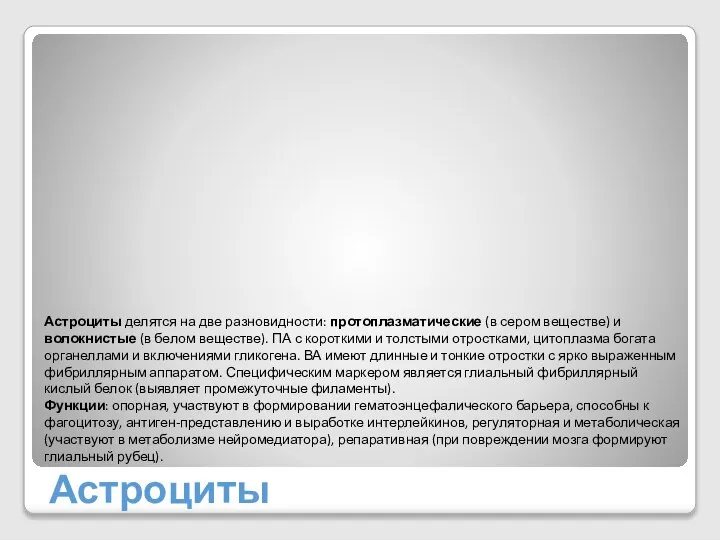 Астроциты Астроциты делятся на две разновидности: протоплазматические (в сером веществе) и