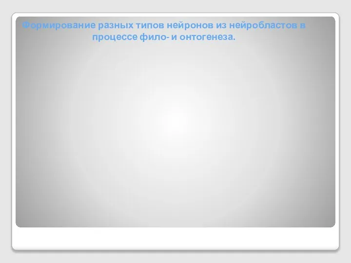 Формирование разных типов нейронов из нейробластов в процессе фило- и онтогенеза.