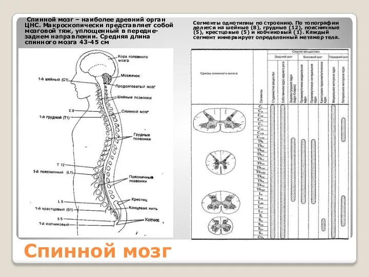 Спинной мозг Спинной мозг – наиболее древний орган ЦНС. Макроскопически представляет